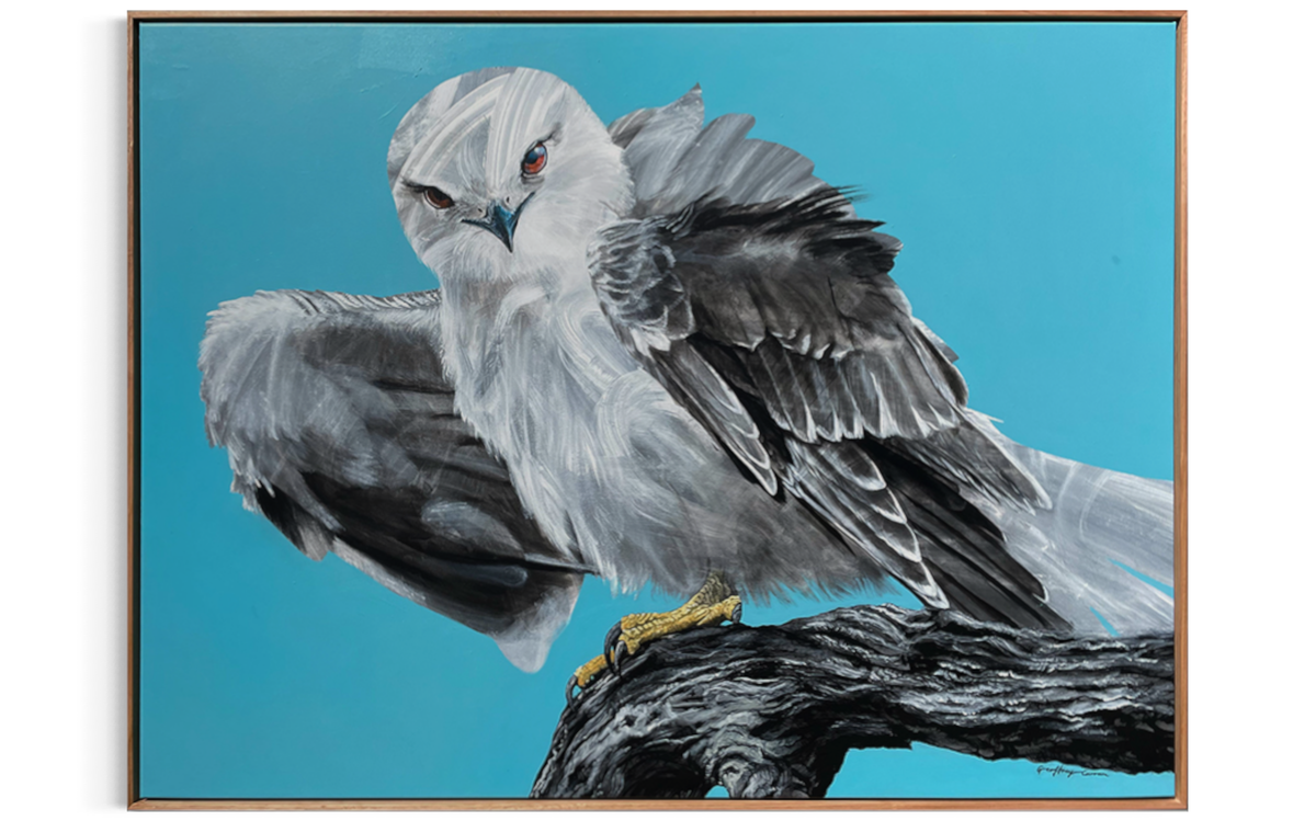 Photo of Geoffrey Carran&#39;s Painting of a Black Shouldered Kite hanging on a gallery wall, It has a sky blue background and is painted in fast loose brush stroks with highly detailed elements such as the eyes, beak and feet.