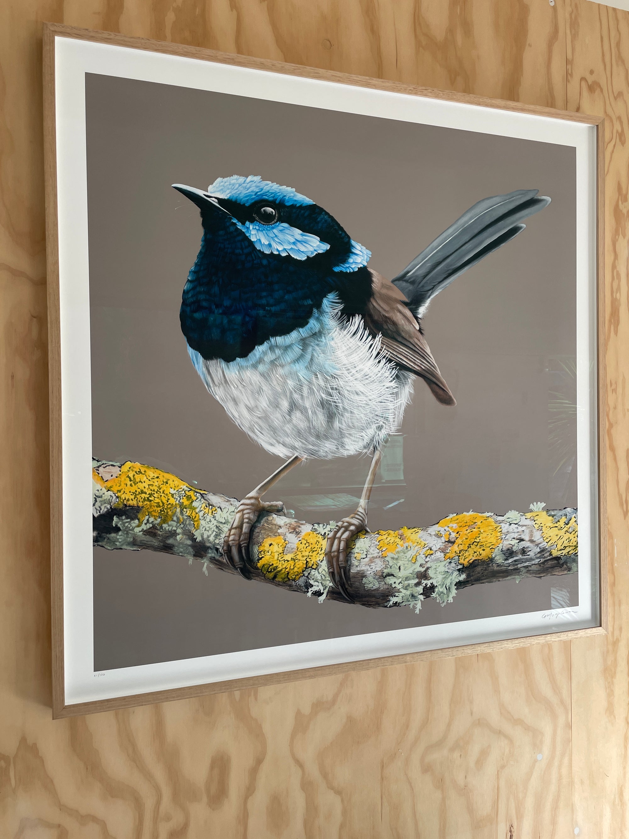 Framed Blue Wren Limited Edition Print 21/50