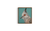 ‘Pidgee’ - Crested Pigeon