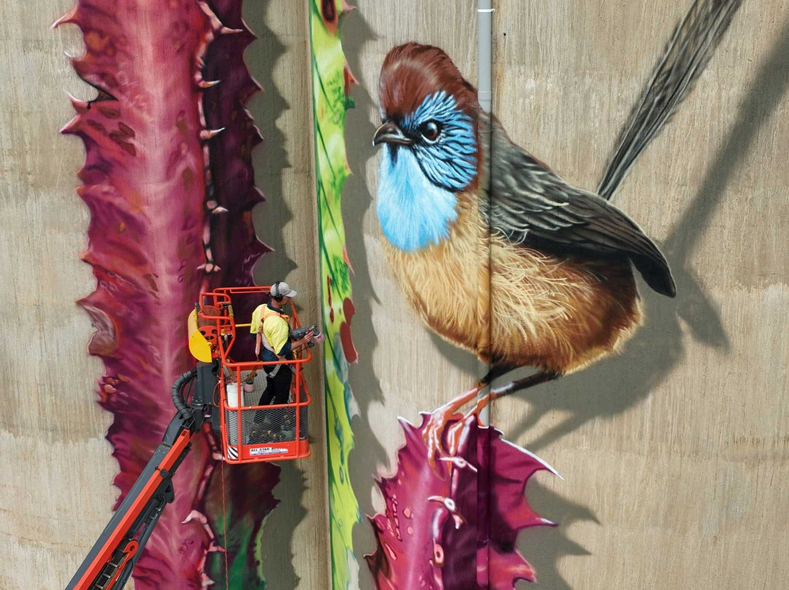 a Drone shot for artist Geoffrey carran painting an Australian Mallee Emu-wren thirty meters above the ground