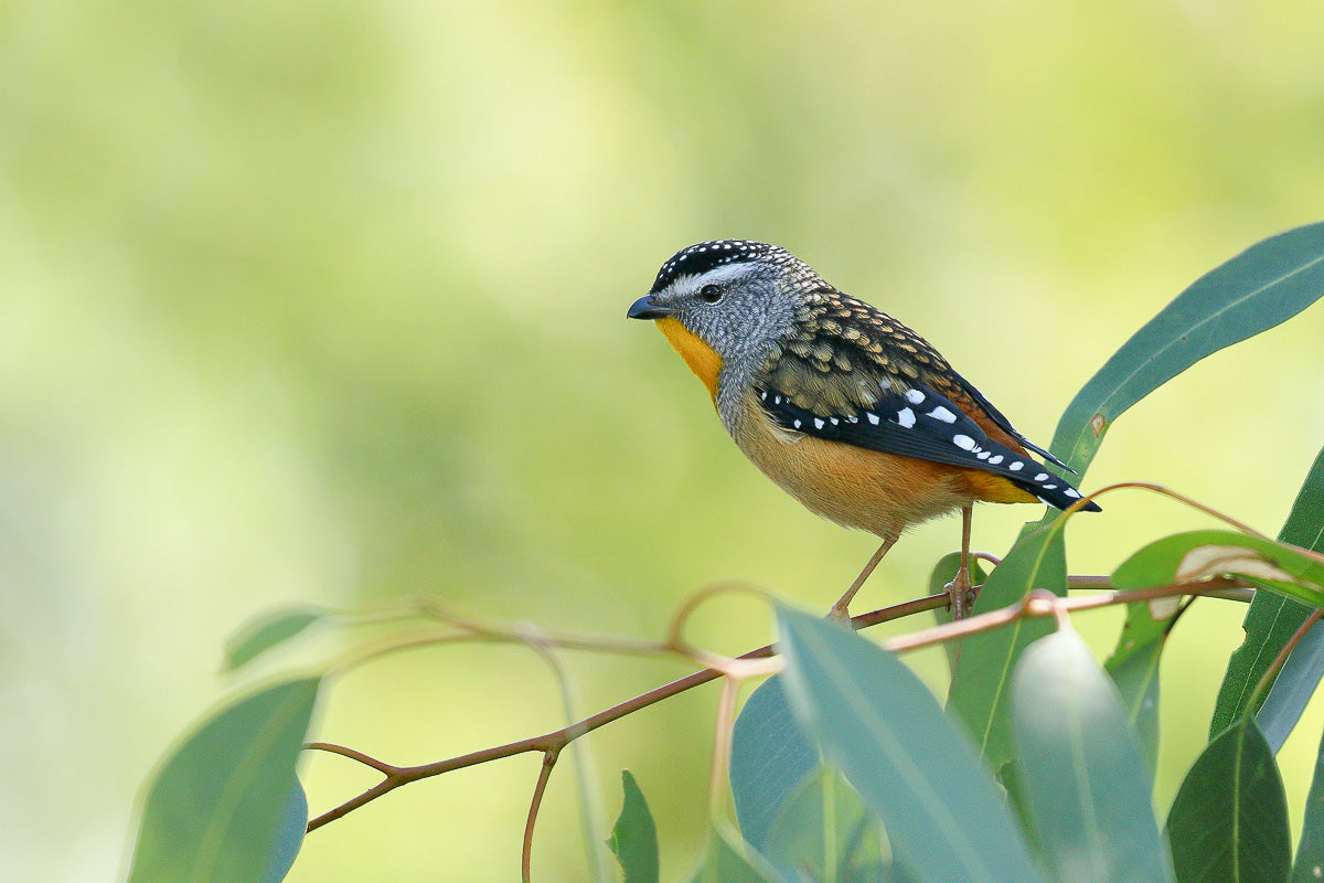 Studio Visitors: When Australian Native Birds Come to Watch the Work