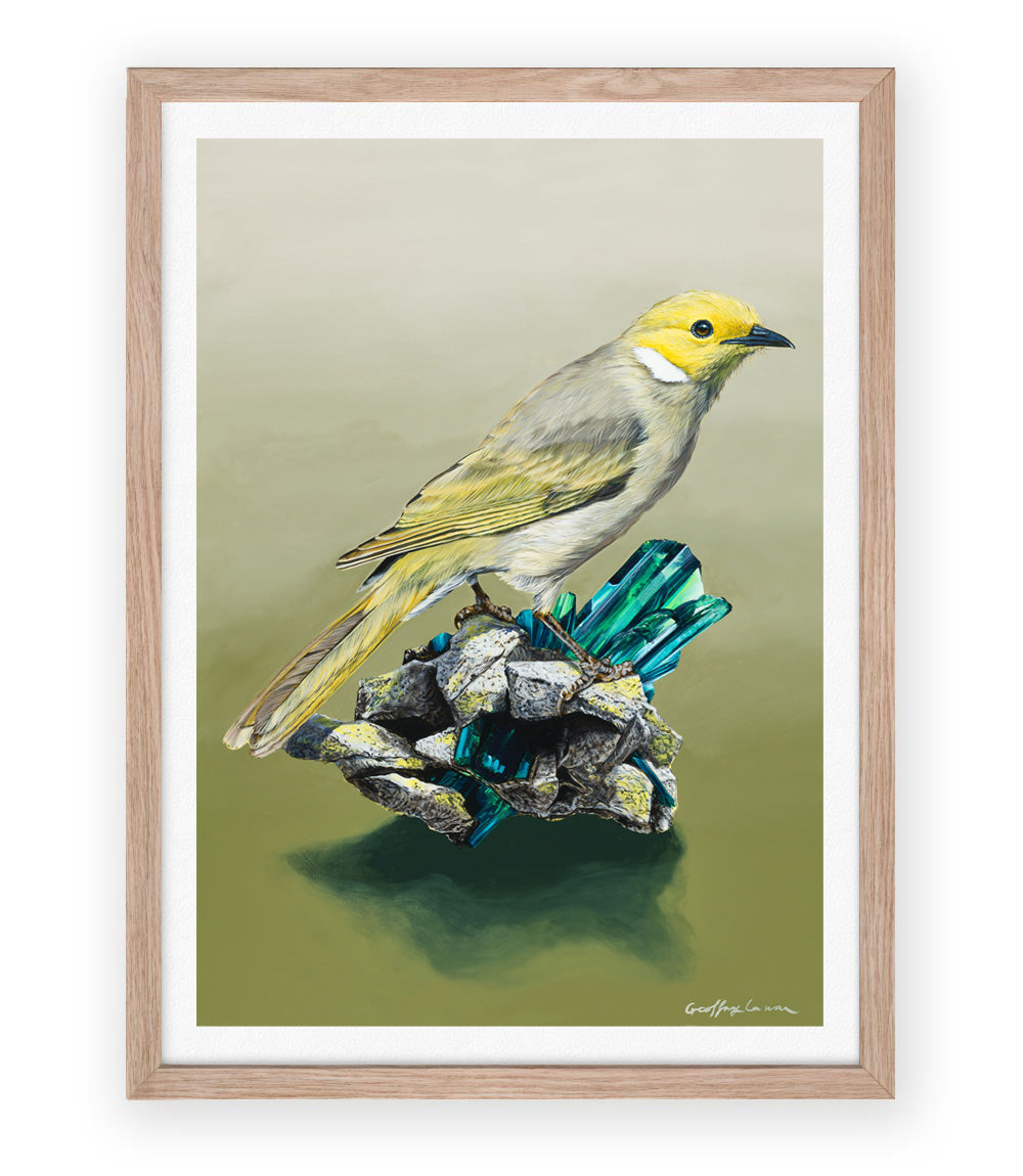 White Plummed Honeyeater on Vivianite Pigmatites Art Paper Print with white border, Australian bird art print by Geoffrey Carran — limited edition prints
