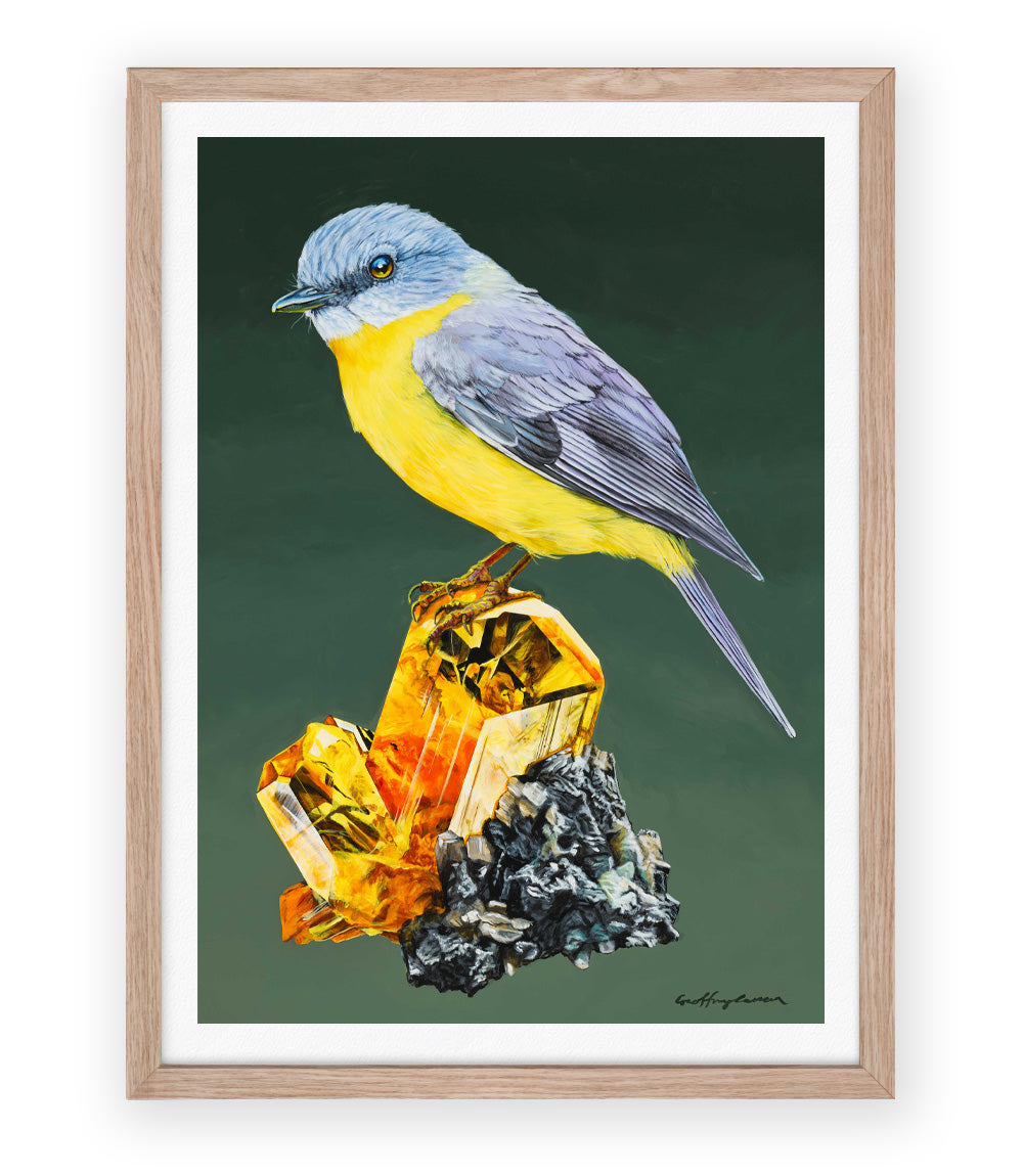 Yellow Robin Australian bird painting print framed with white border by Geoffrey Carran. 