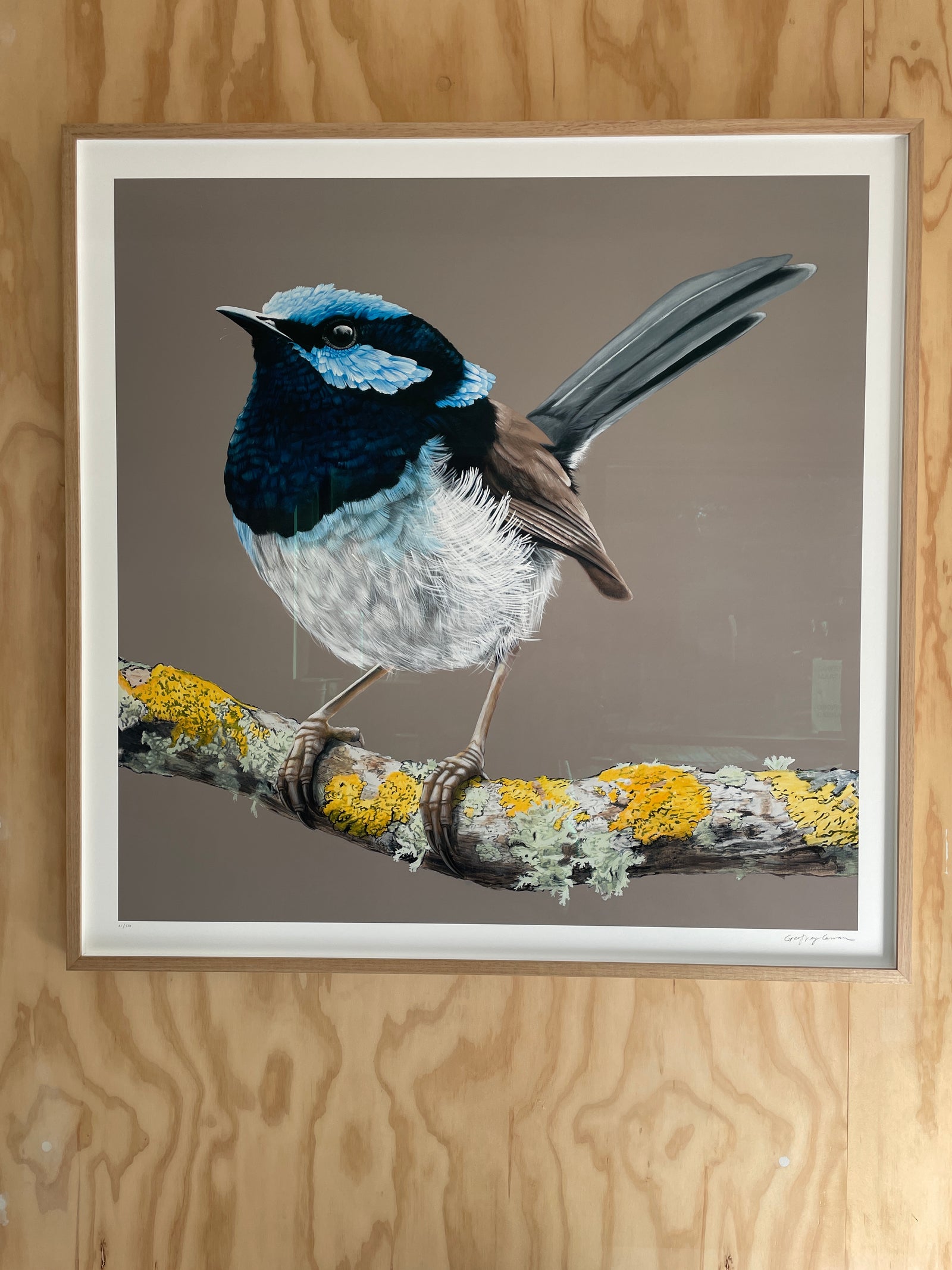 Framed Blue Wren Limited Edition Print, Australian bird art print by Geoffrey Carran, Framed Print