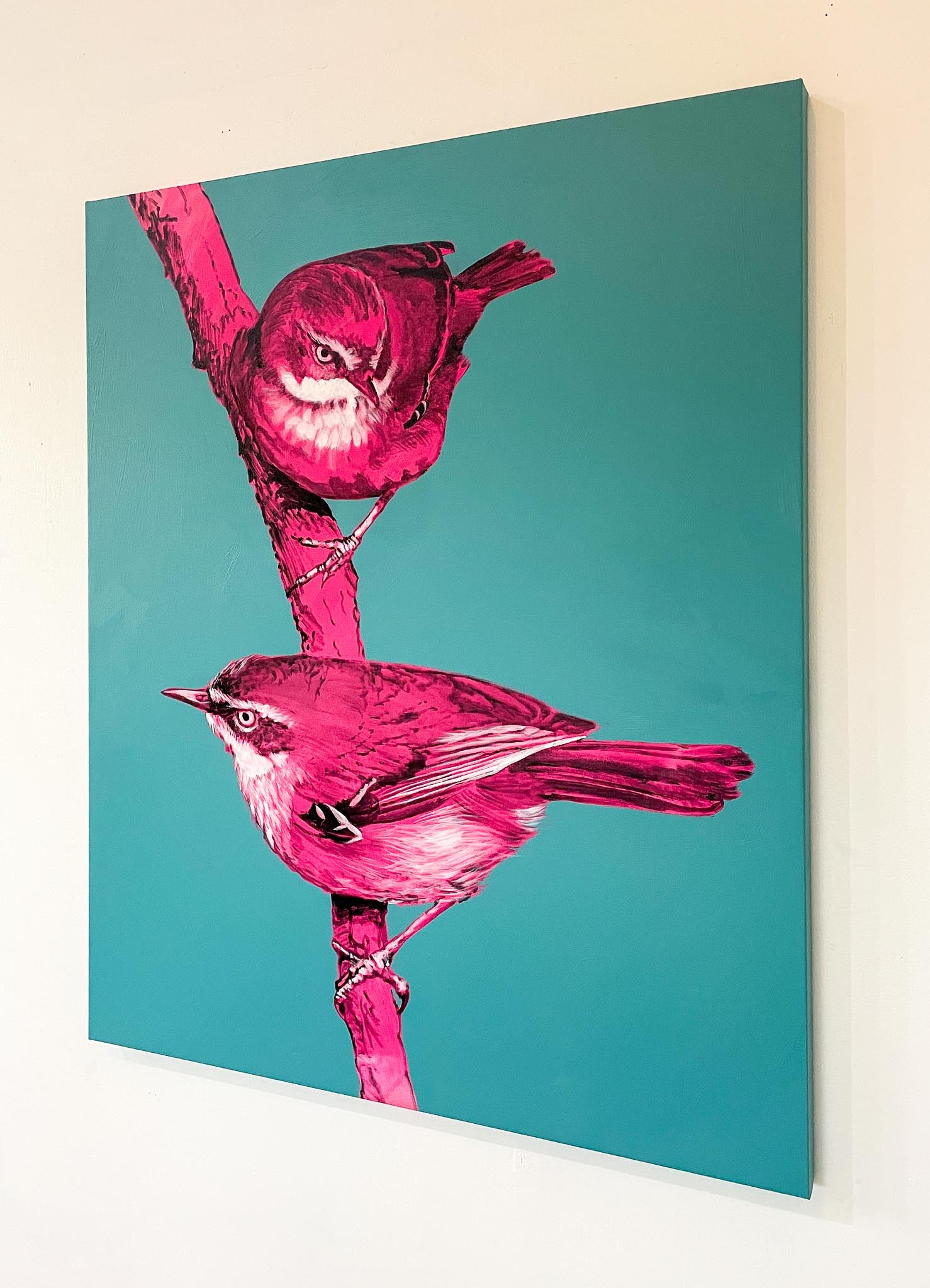 Australian Wren Study: White Browed Scrubwren