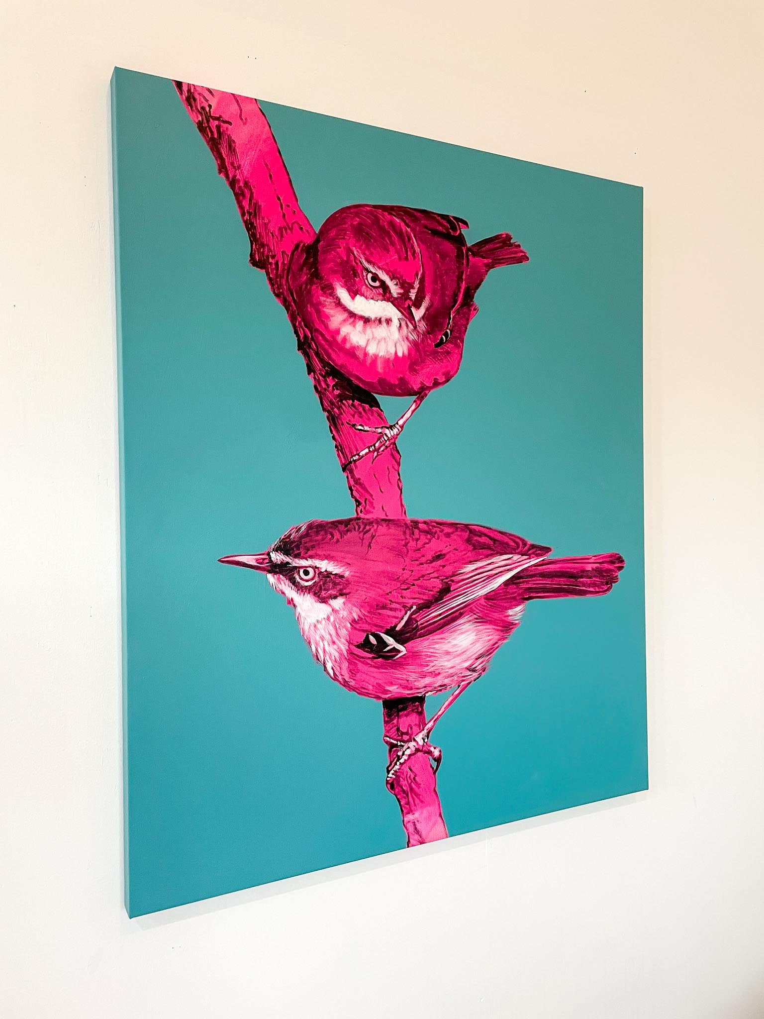 Australian Wren Study: White Browed Scrubwren