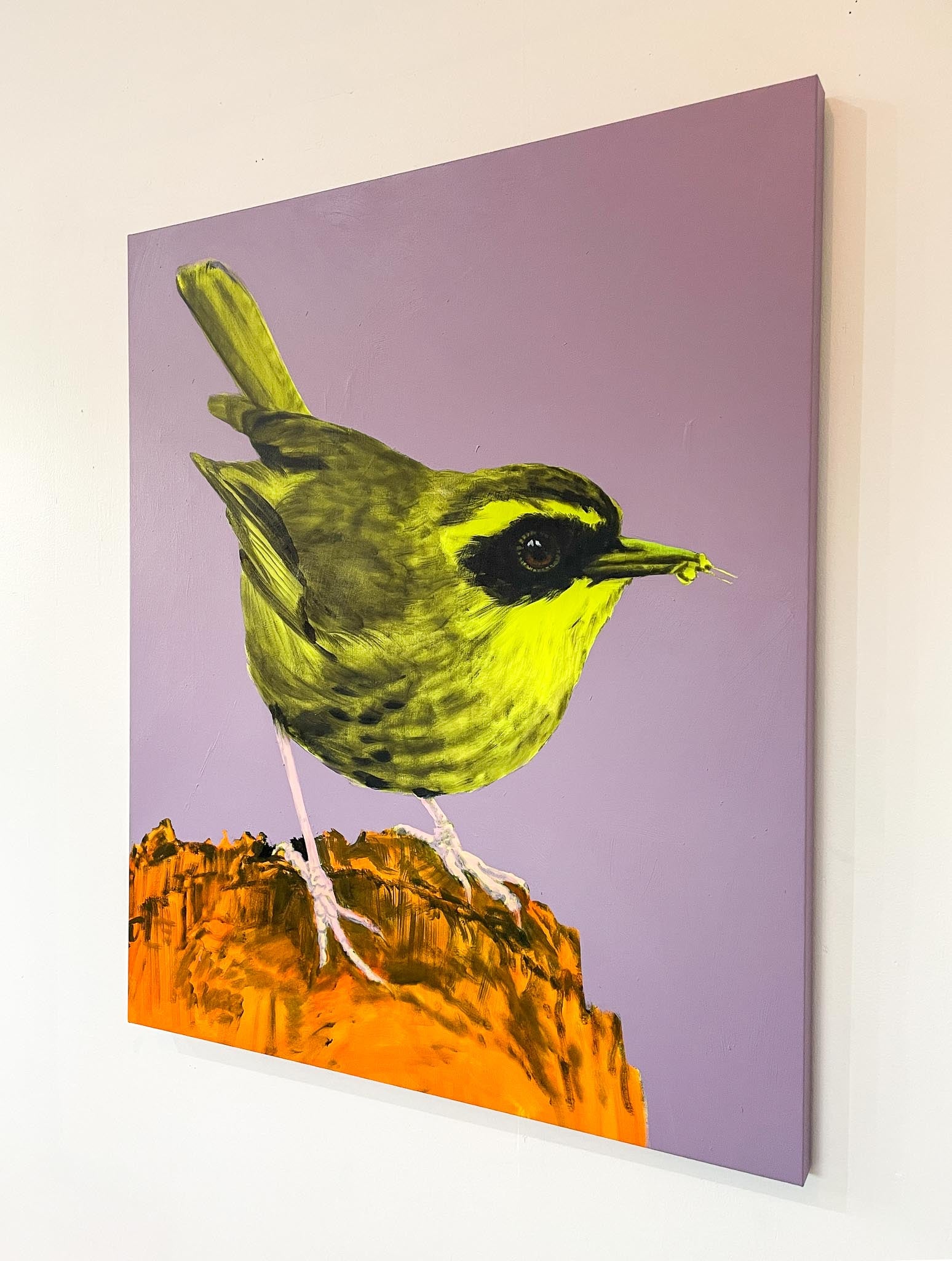 Australian Wren Study: Yellow-throated Scrubwren