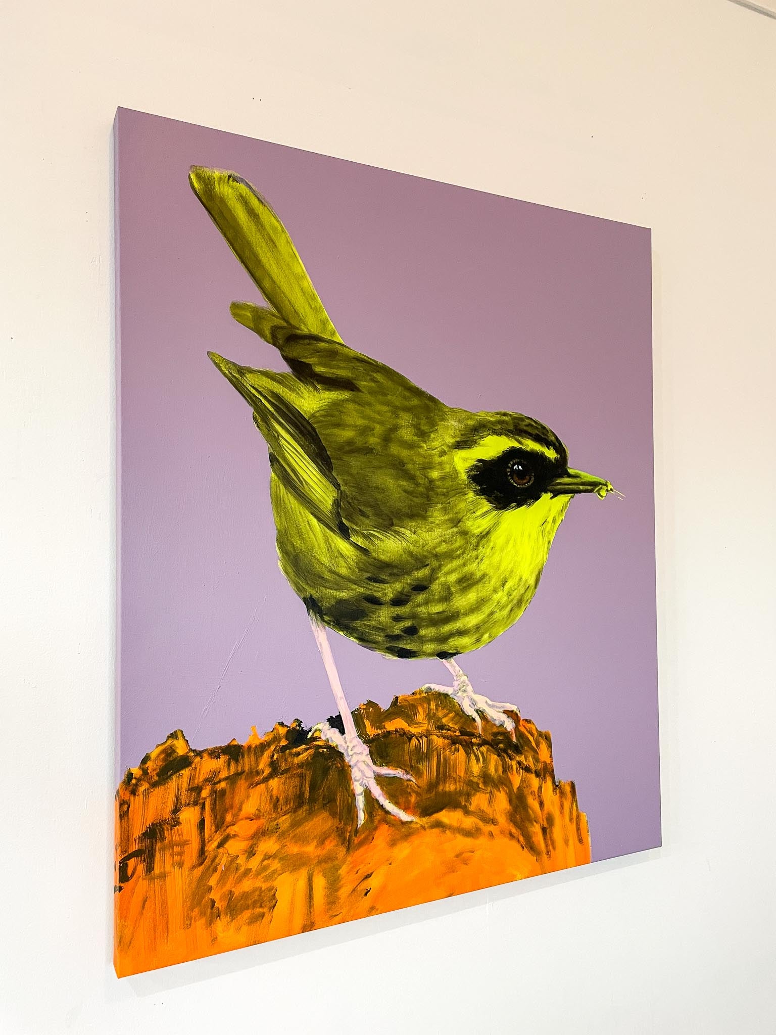 Australian Wren Study: Yellow-throated Scrubwren
