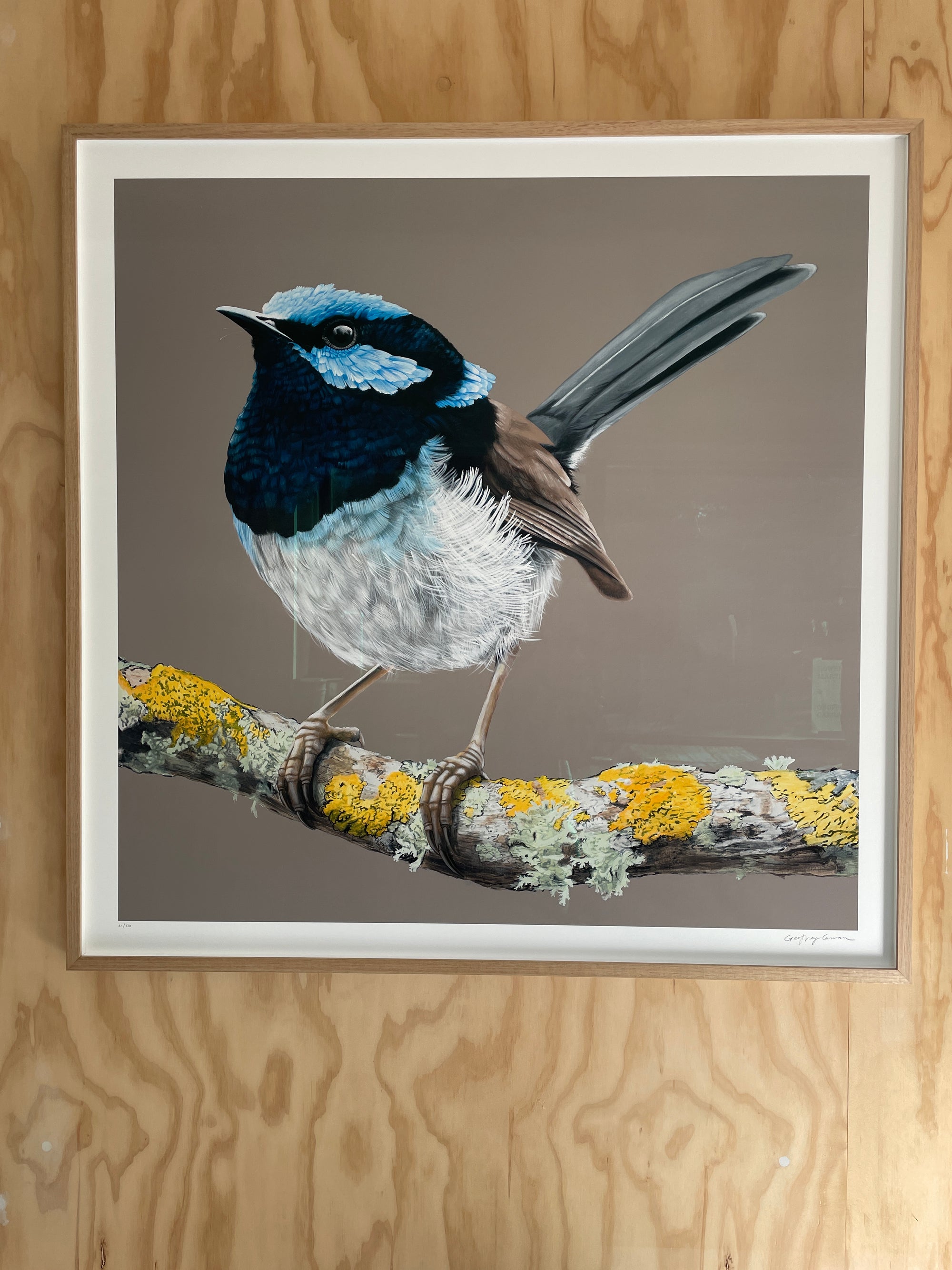 Framed Blue Wren Limited Edition Print 21/50