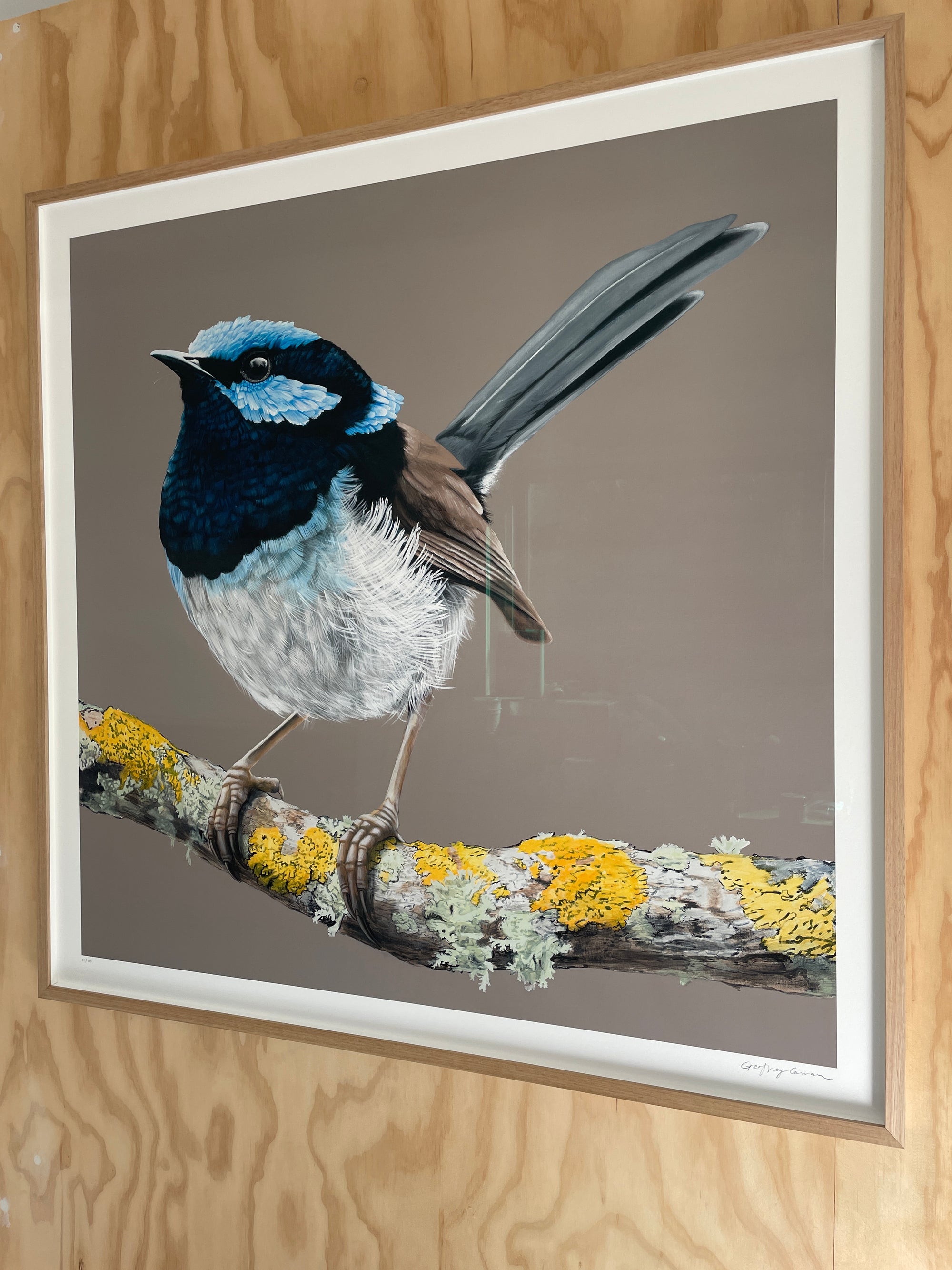 Framed Blue Wren Limited Edition Print 21/50