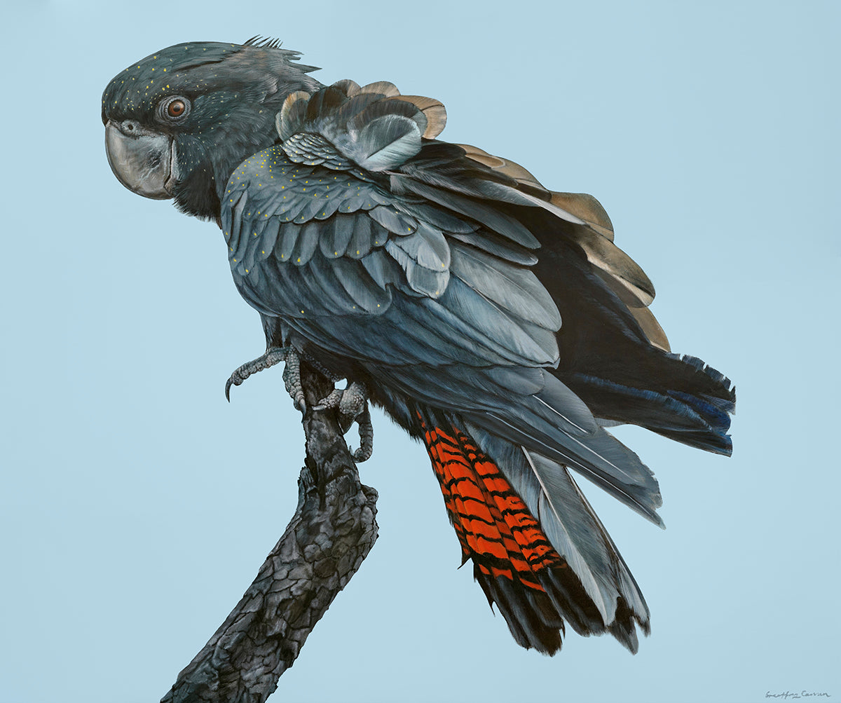 Optimism! Juvenile Forest Redtailed Black Cockatoo Print