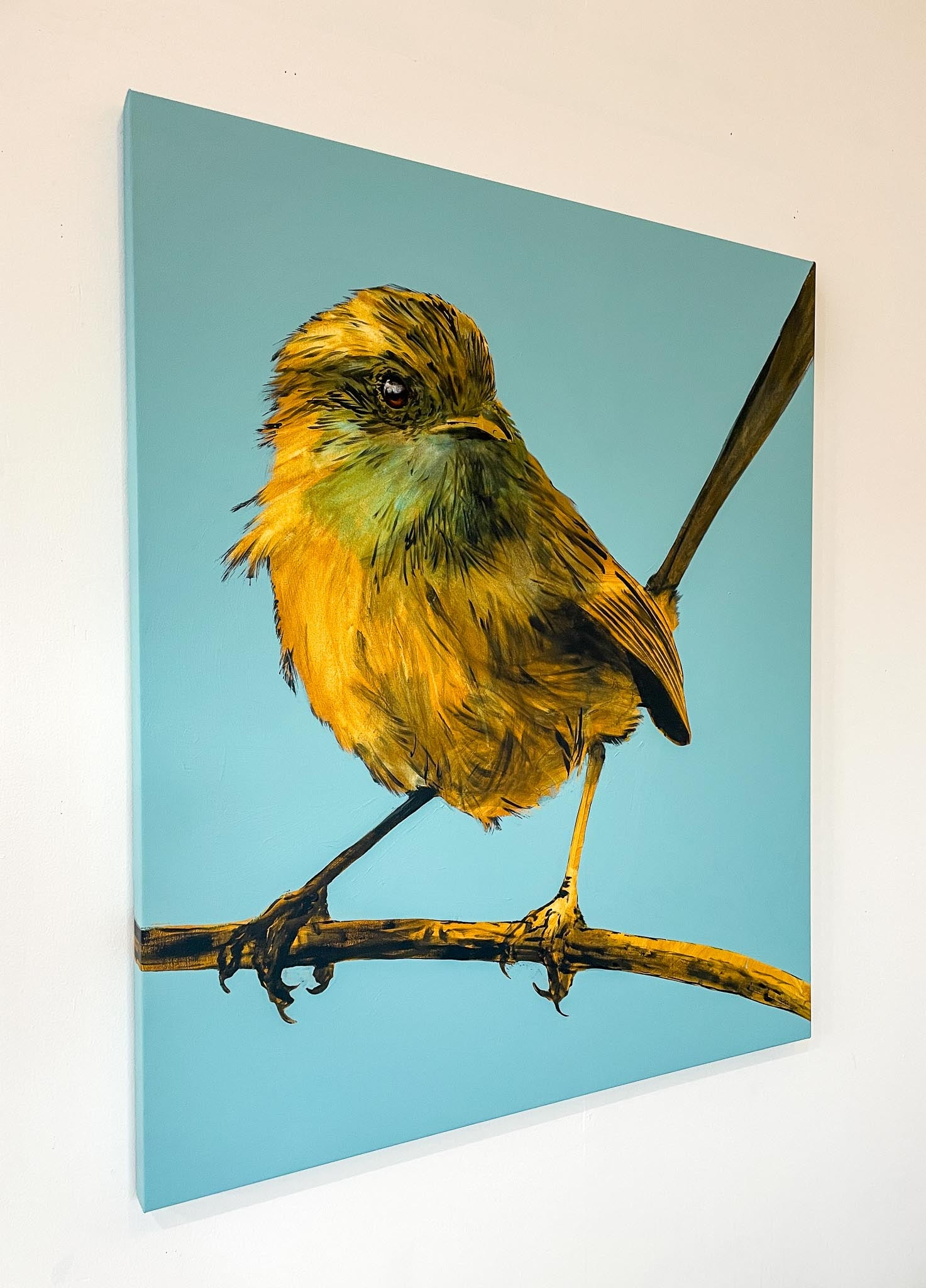 Australian Wren Study:Mallee Emu-wren