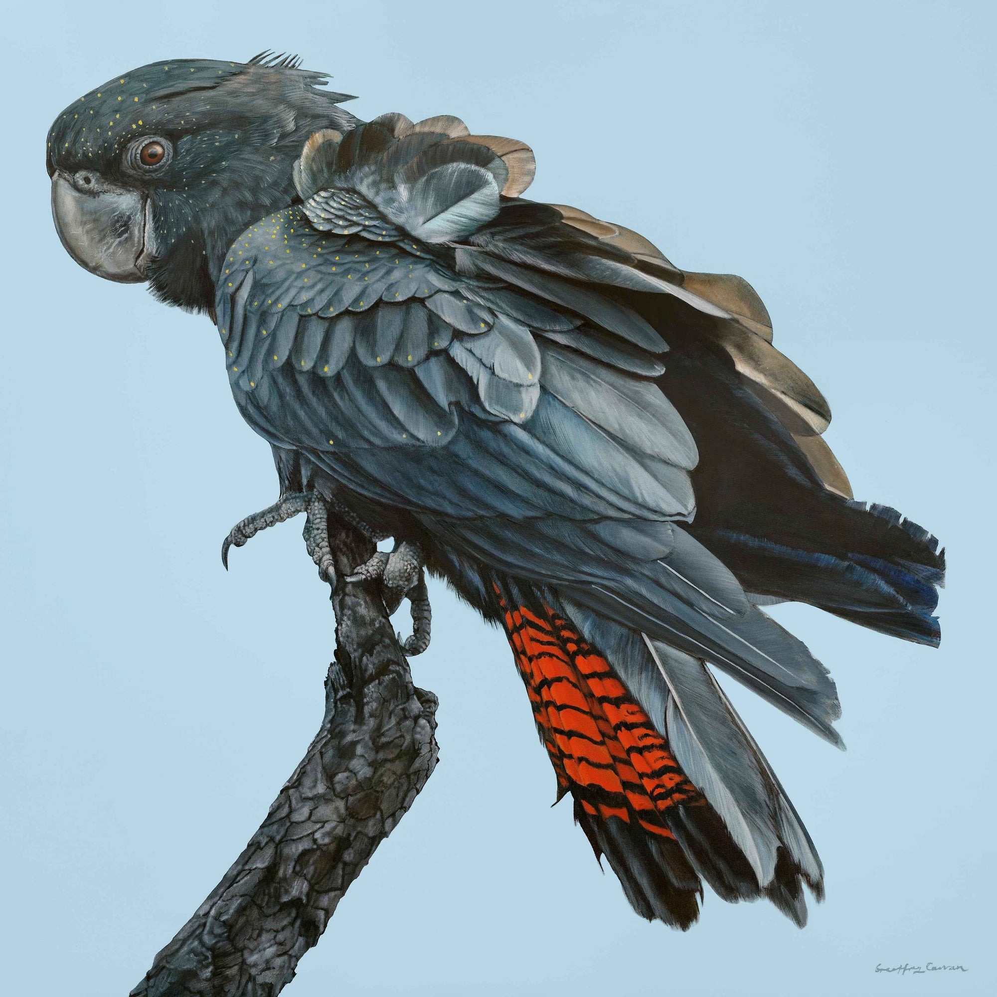 Optimism! Juvenile Forest Redtailed Black Cockatoo Print