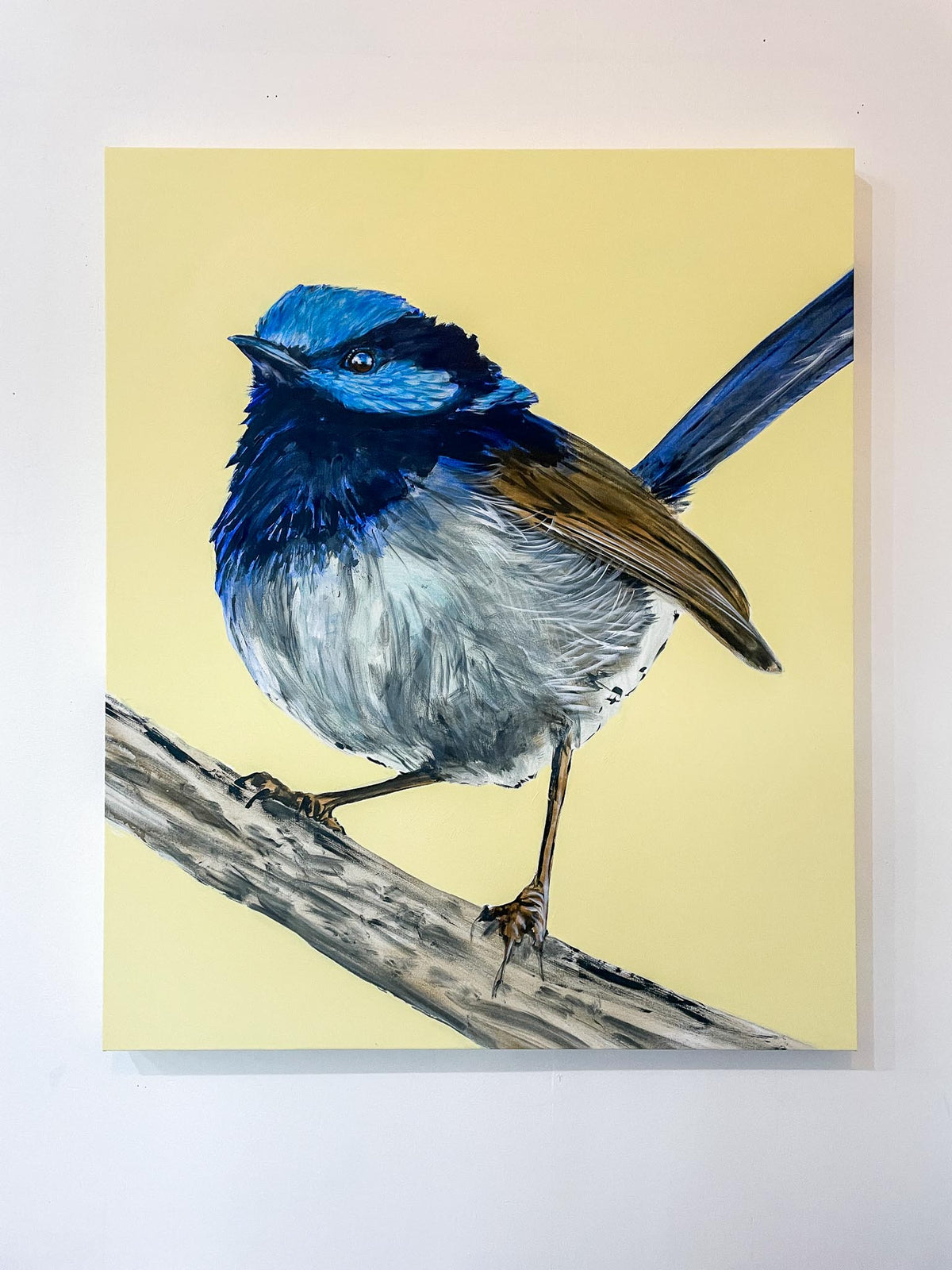 Australian Wren Study; Superb Fairy-wren