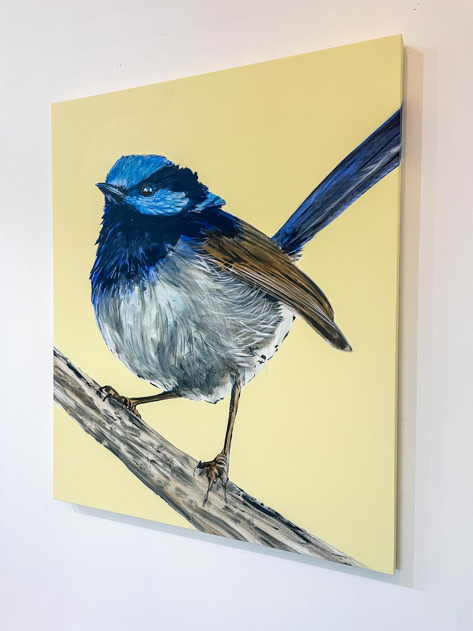 Australian Wren Study; Superb Fairy-wren