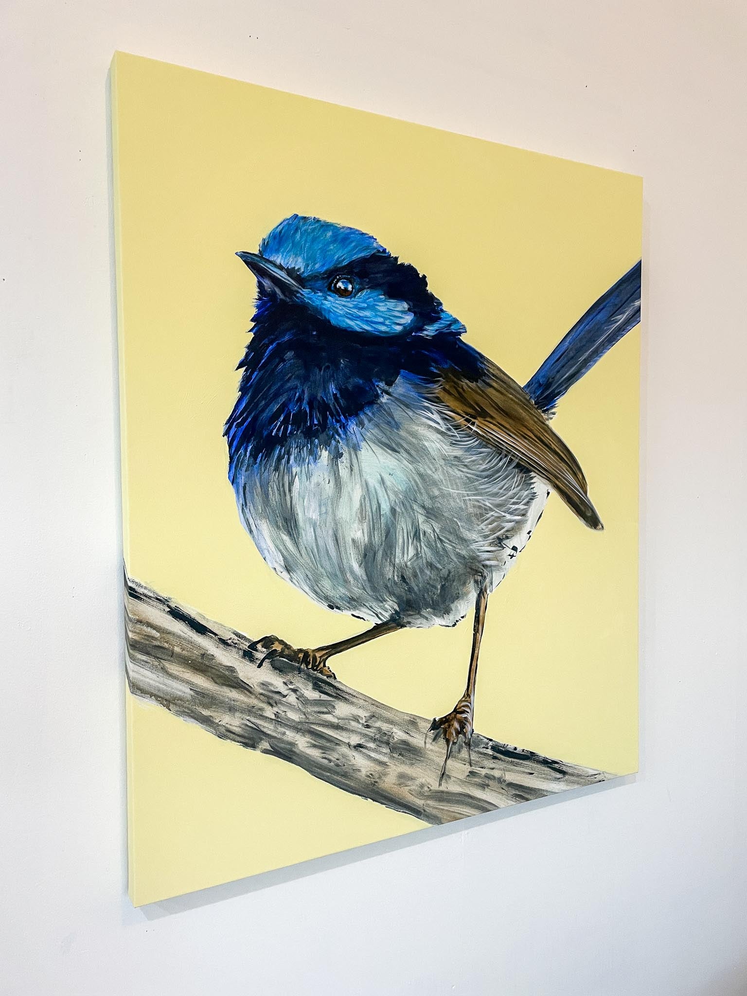Australian Wren Study; Superb Fairy-wren