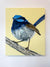 Australian Wren Study; Superb Fairy-wren