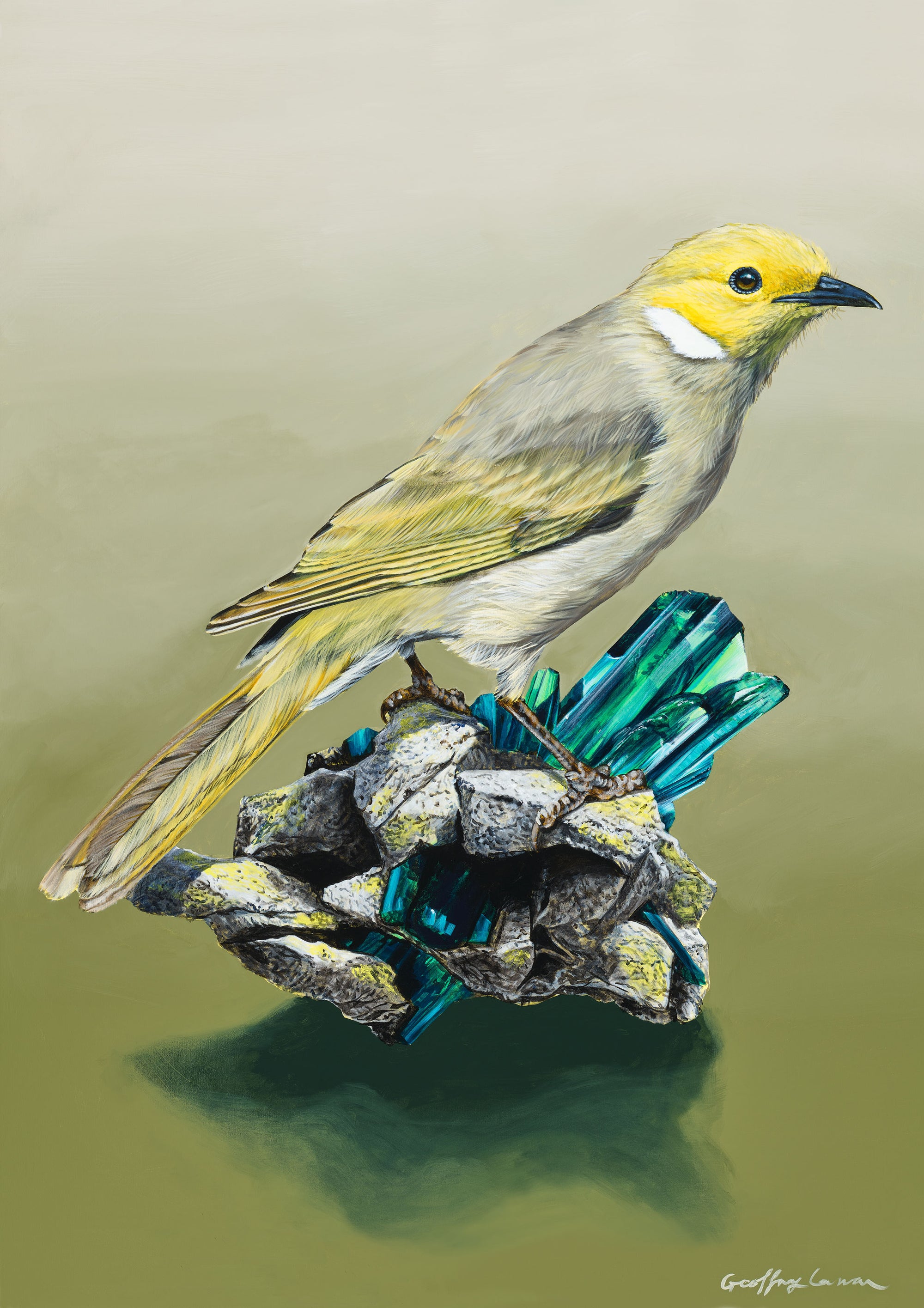 White Plummed Honeyeater on Vivianite Pigmatites Art Paper Print full sized, Australian bird art print by Geoffrey Carran — limited edition prints