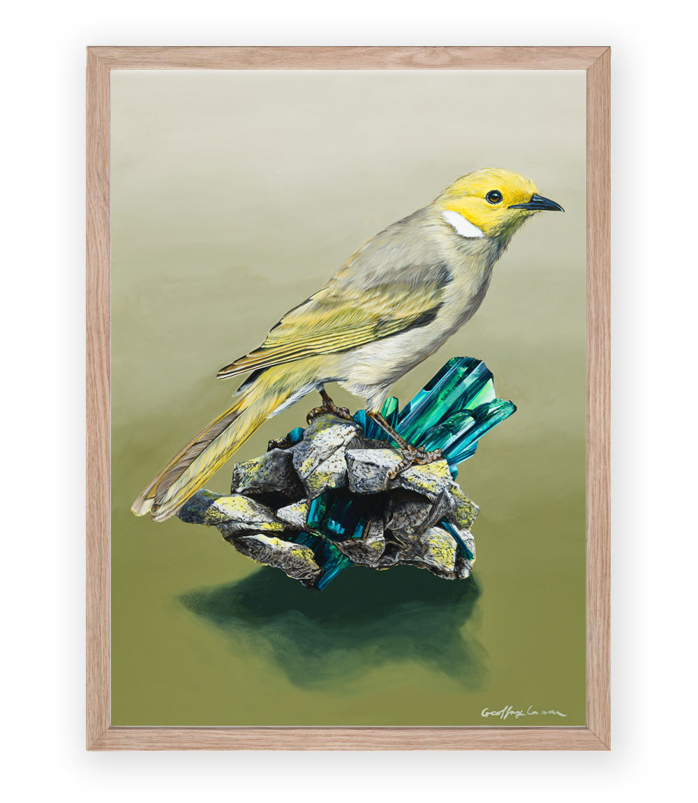 White Plummed Honeyeater on Vivianite Pigmatites Art Paper Print full sized, Australian bird art print by Geoffrey Carran — limited edition prints