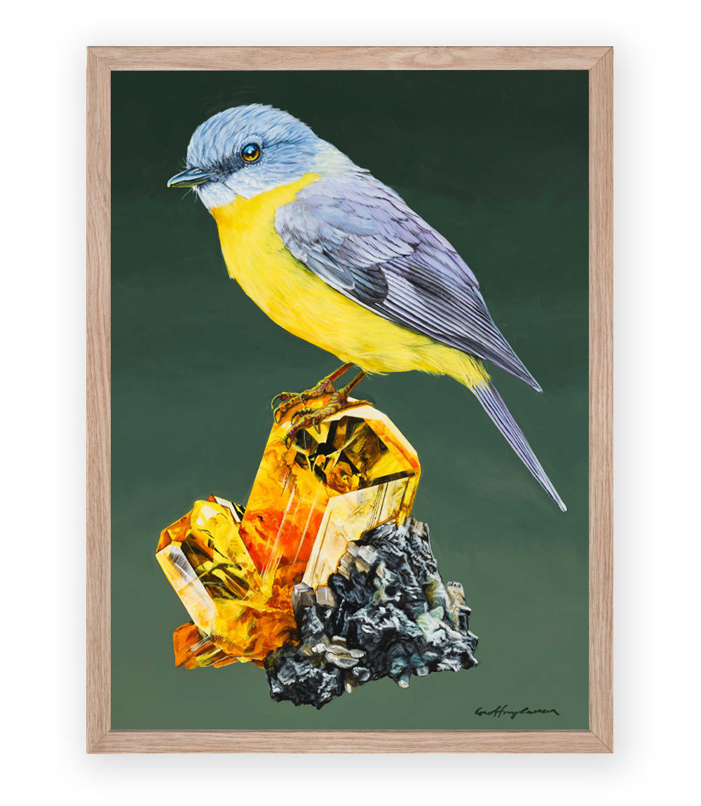 Yellow Robin Australian bird painting print framed with full bleed print by Geoffrey Carran. 