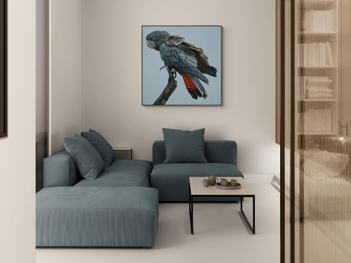 Optimism! Juvenile Forest Redtailed Black Cockatoo Print