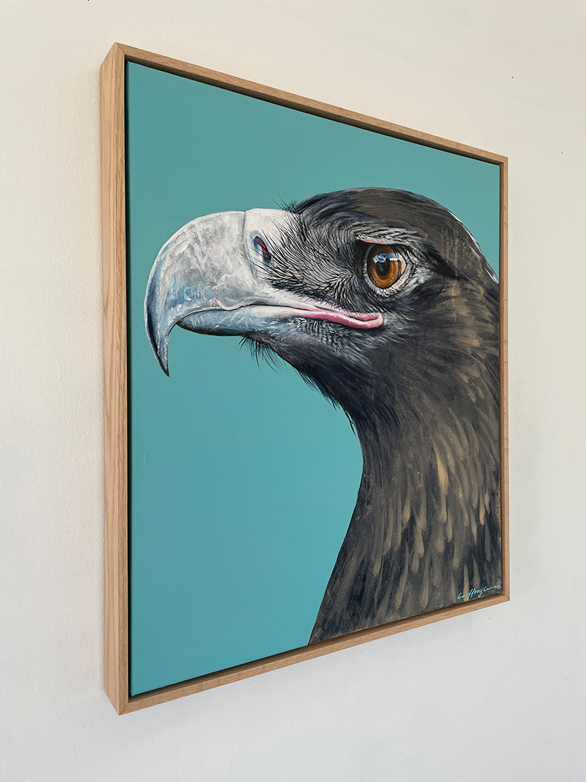 Wedge-tailed Eagle Study