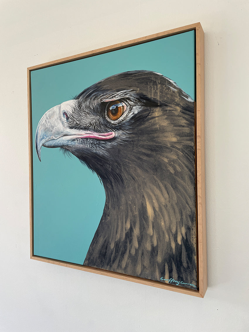 Wedge-tailed Eagle Study