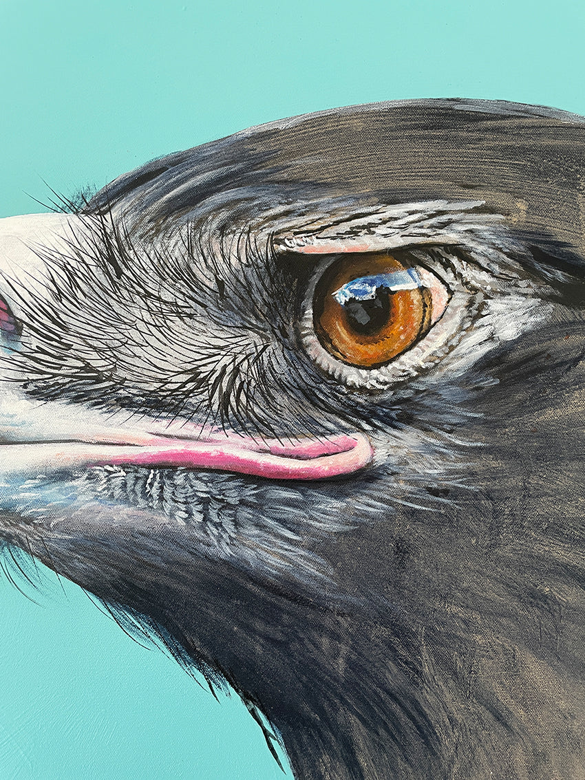 Wedge-tailed Eagle Study