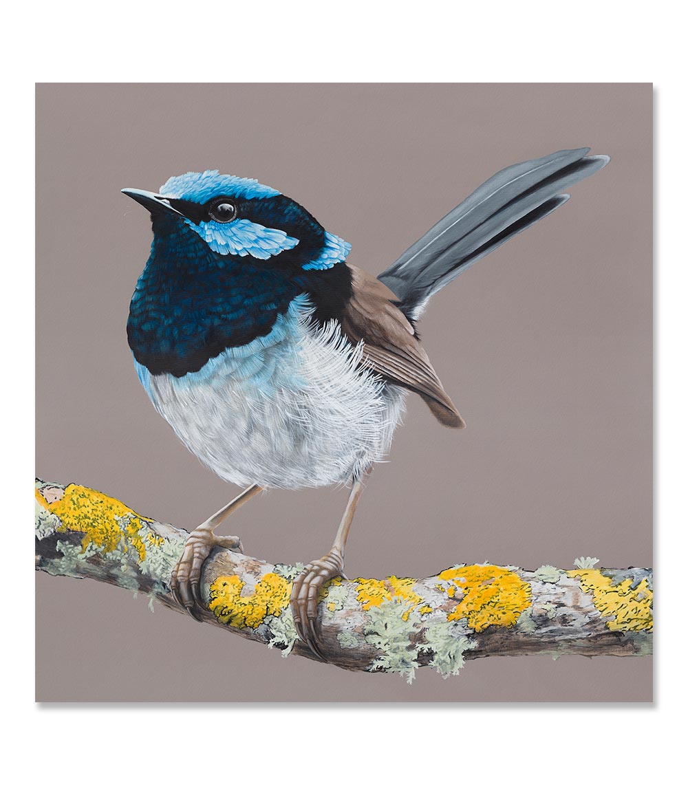 Blue Wren Limited Edition Print