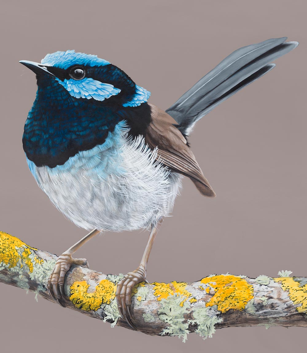 Blue Wren Limited Edition Print