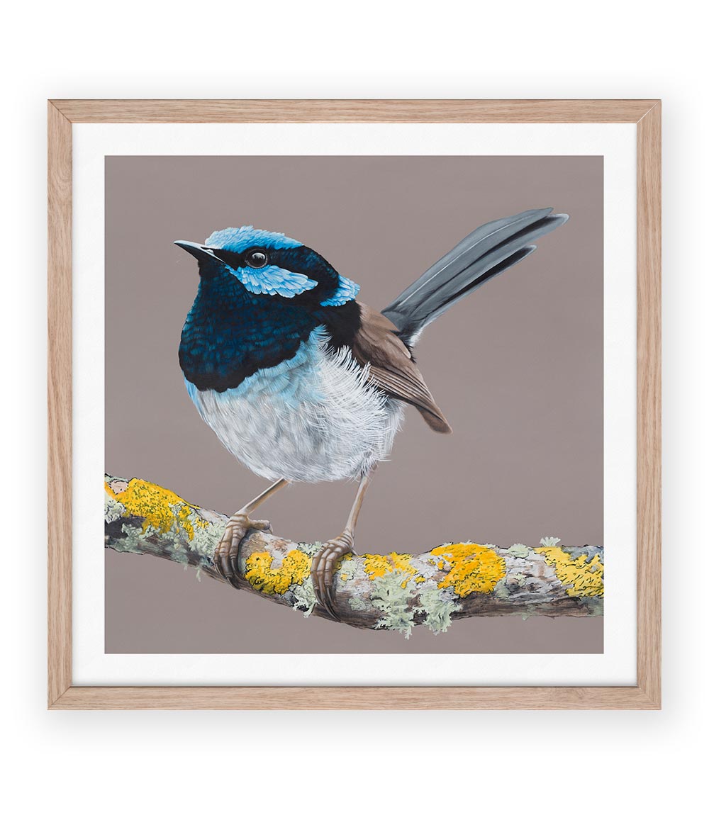 Blue Wren Limited Edition Print