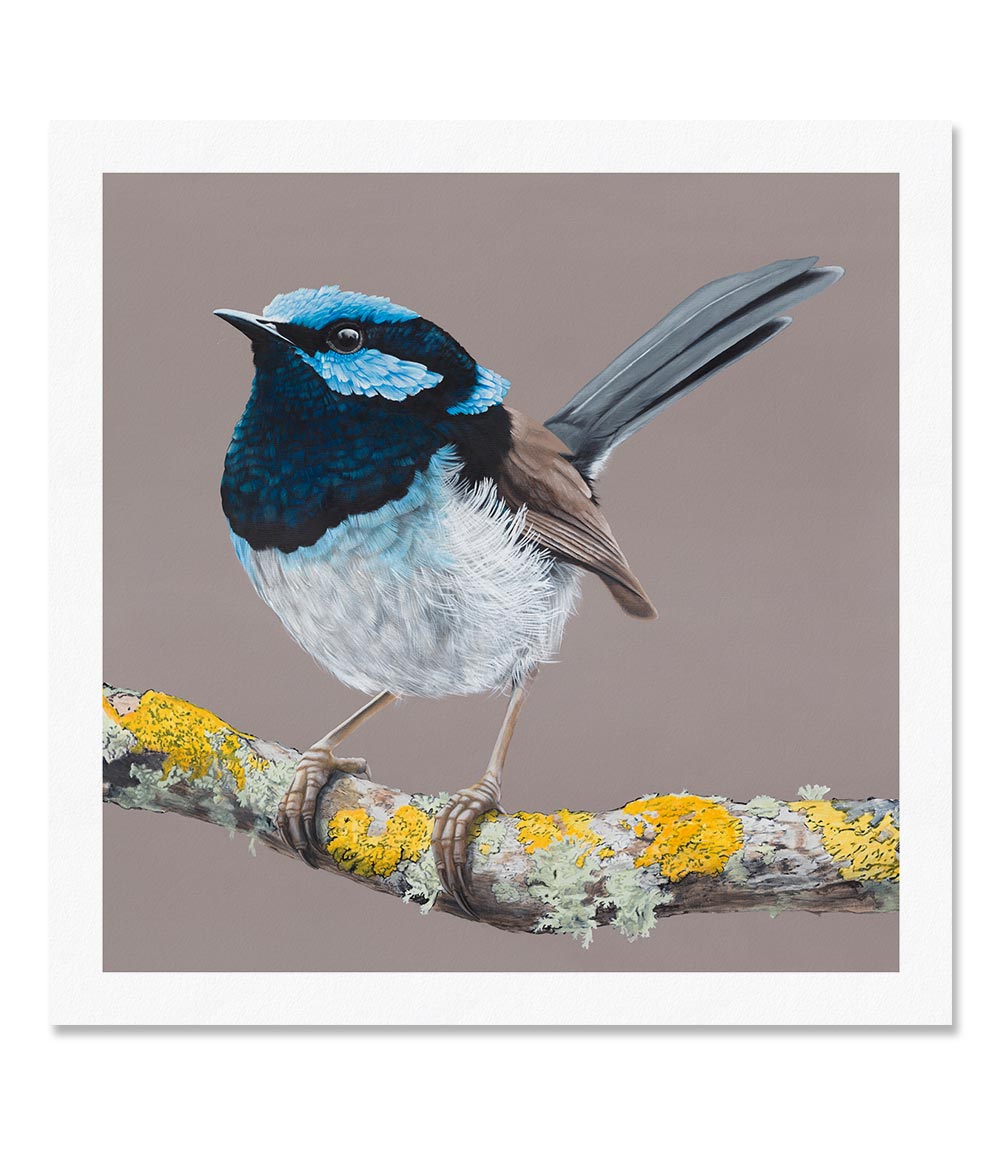 Blue Wren Limited Edition Print