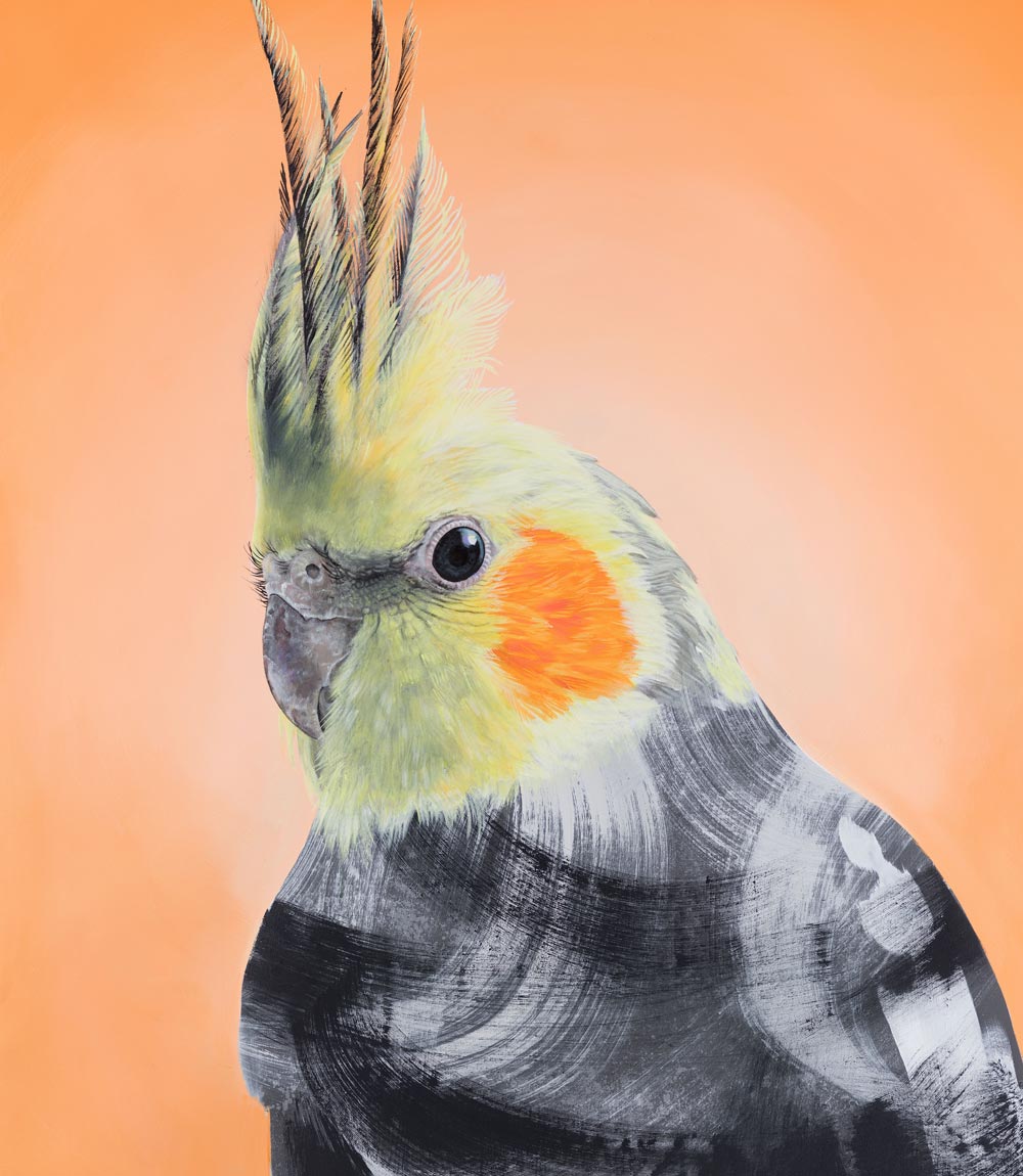 Cockatiel Limited Edition Print