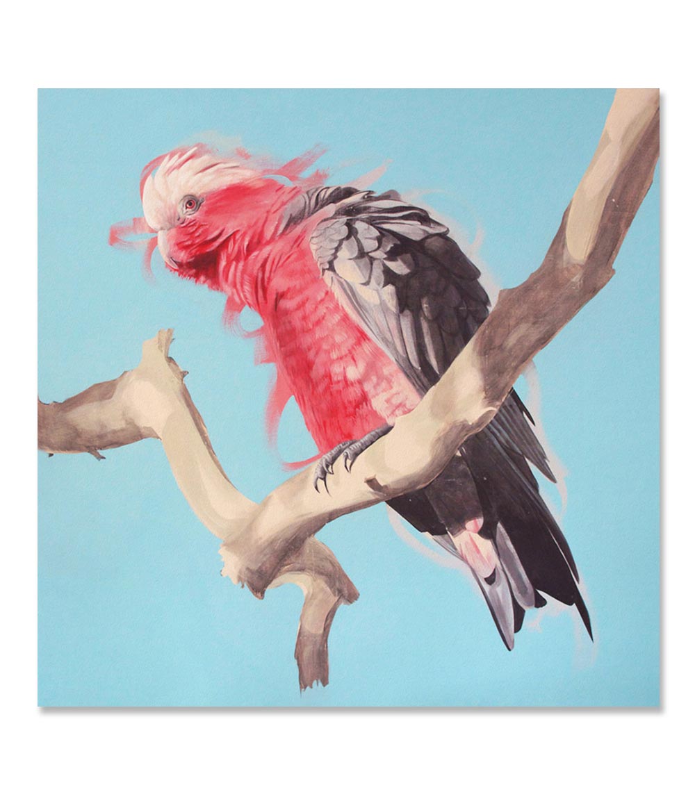 Galah Limited Edition Print