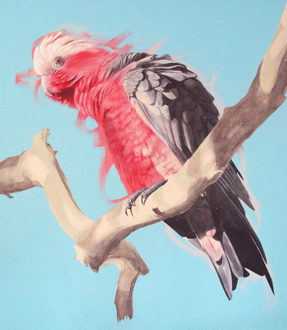 Galah Limited Edition Print