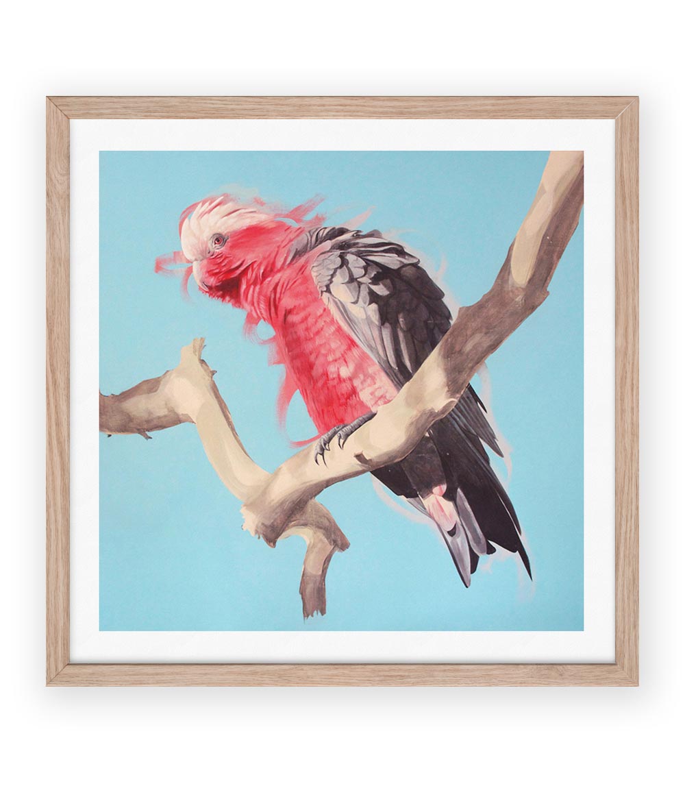 Galah Limited Edition Print