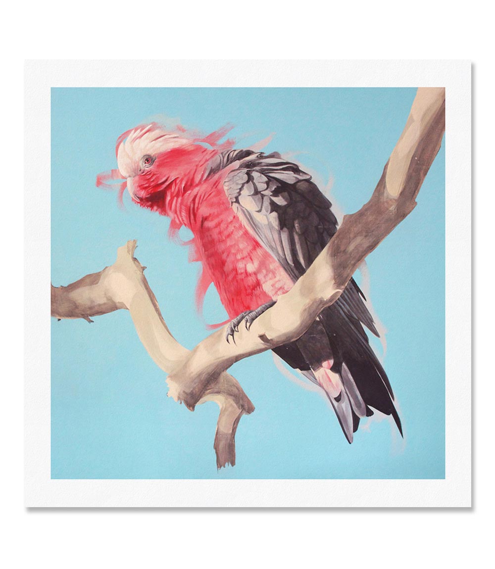 Galah Limited Edition Print