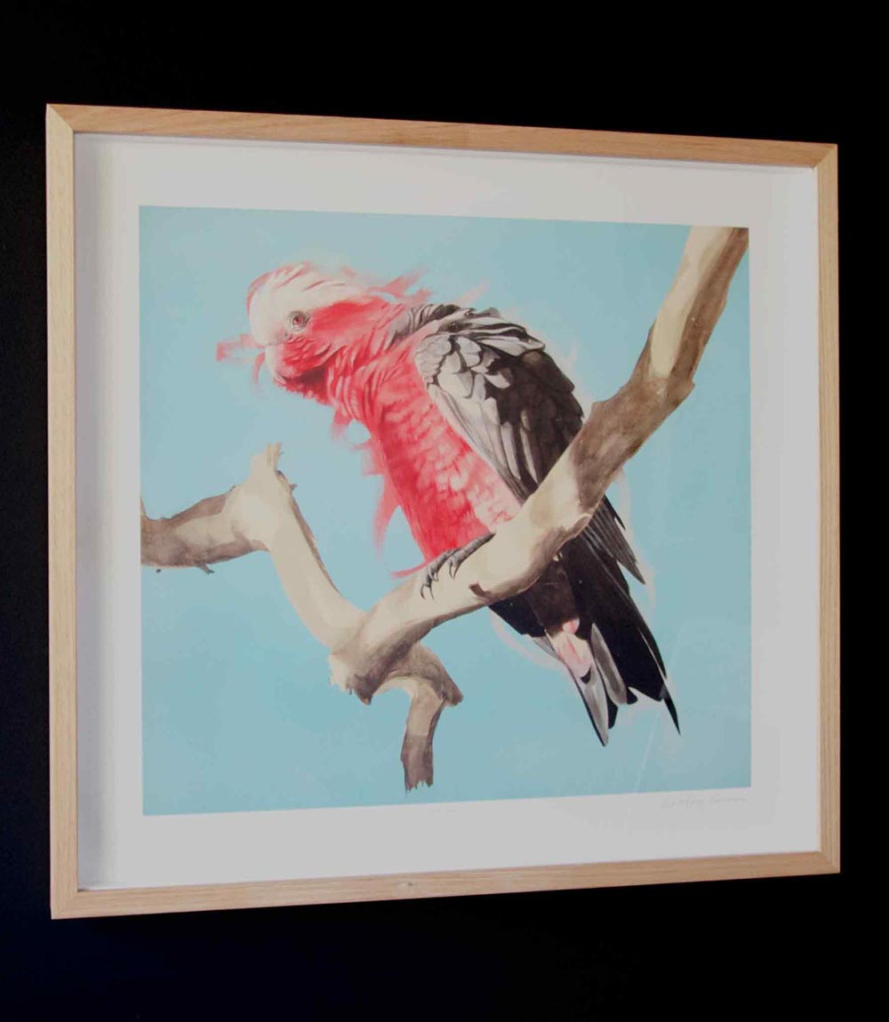 Galah Limited Edition Print
