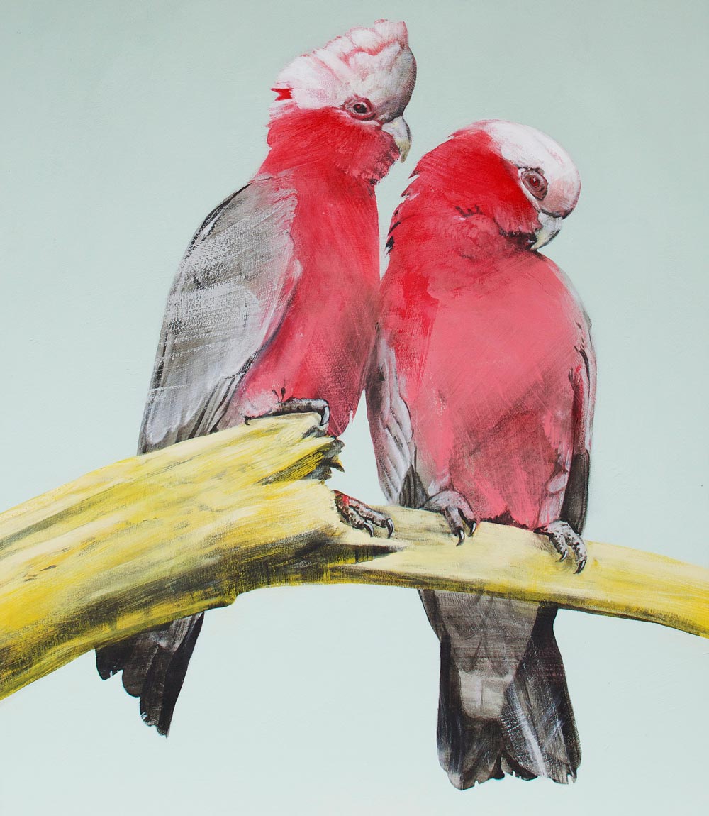 Galahs Limited Edition Print