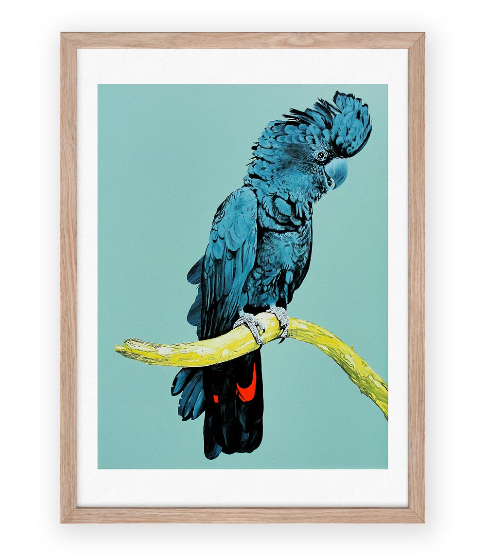 Limited Edition Prints by Geoffrey Carran Tagged sulphur crested cockatoo