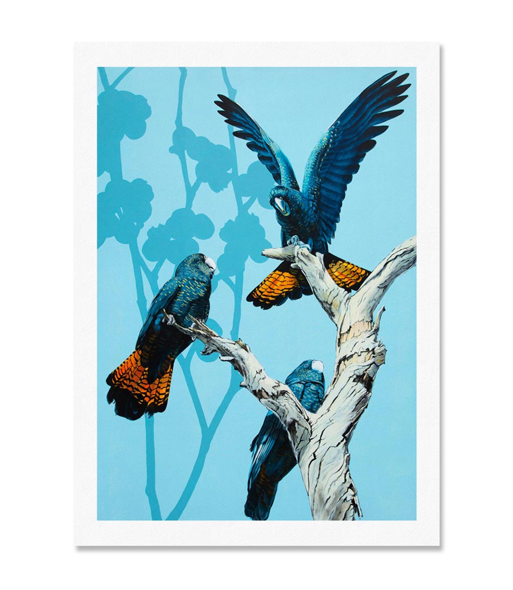 Black Cockatoos Print Limited Edition Print