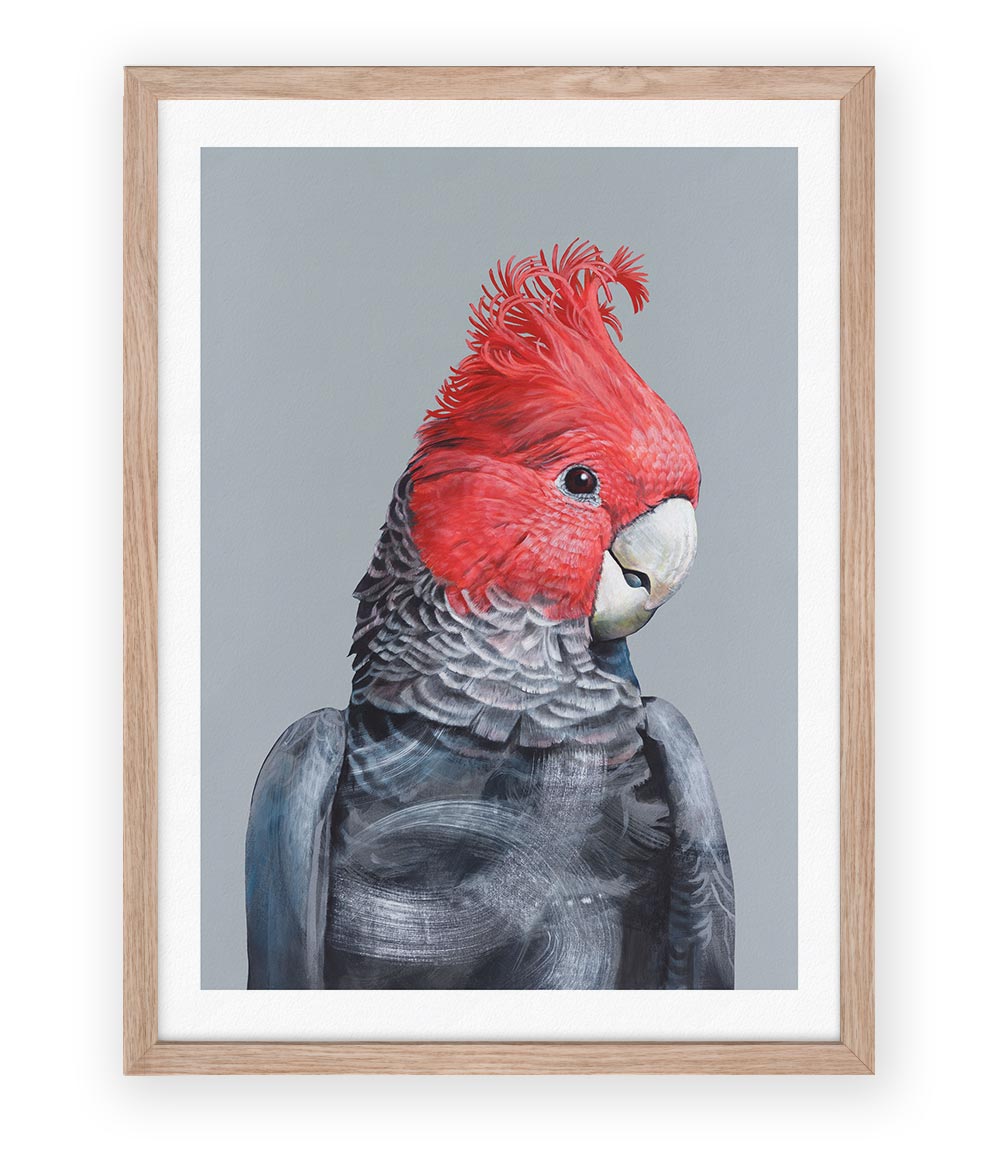 Gang Gang Cockatoo 'Rocket' Australian Bird Art Prints — Limited Edition | Geoffrey Carran framed with white border