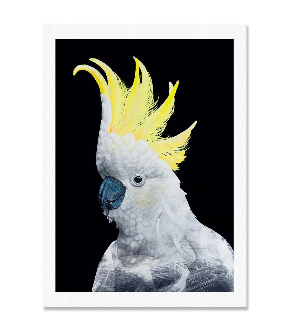 Cockatoo Australian bird art print by Geoffrey Carran — limited edition with white border